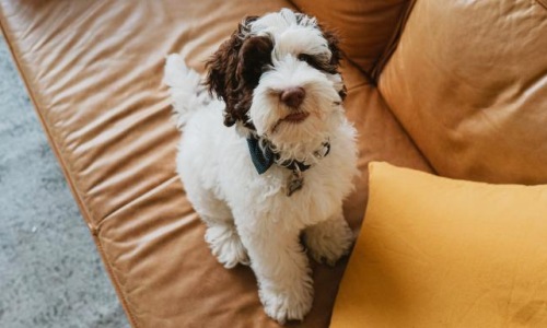 a dog sitting on a couch