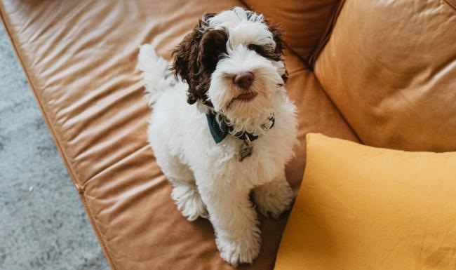 We love our furry friends a dog sitting on a couch